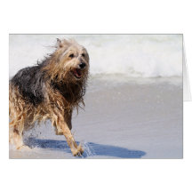 Chien - joie du surf cartes de vœux