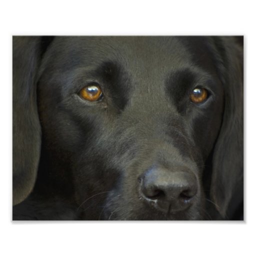 Chien noir de Labrador Art Photographique