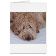 Chien triste, seul, adorable, et mignon de GoldenD Carte De Vœux