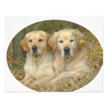 Chiens Bristols Personnalisés