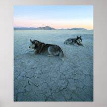 Chiens de chien de traîneau sibérien, réchauffemen posters