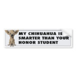 Chihuahua 1 Honour