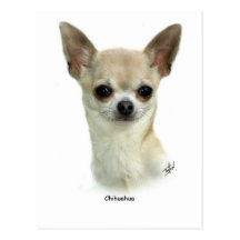 Chihuahua  9P93D-123_2 Postcards