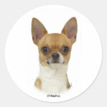 Chihuahua  9W092D-032 Round Sticker