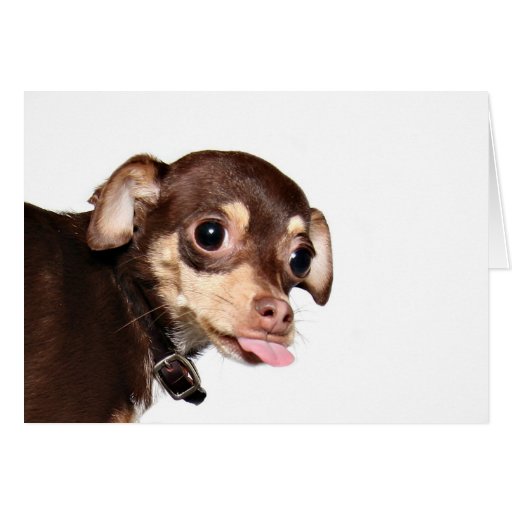 chihuahua attitude cards