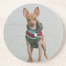 Chihuahua Coaster