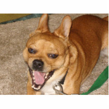 Chihuahua dog cut out