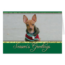 Chihuahua dog greeting card