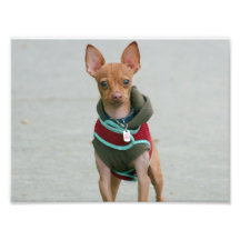 Chihuahua dog art photo