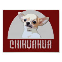 Chihuahua Dog Photograph