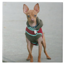 Chihuahua dog tile