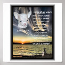 Chihuahua eyes for Baby Chloe Poster