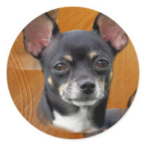 Chihuahua Isabella Cresent Moon Sticker