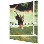 Chihuahua Jumping Hurdle Stretched Canvas Prints