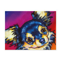 Chihuahua LC black and tan