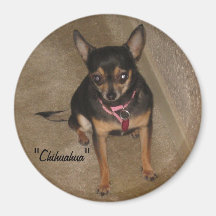 Chihuahua Magnet