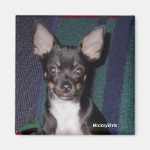 Chihuahua MickeyElvis Refrigerator Magnet