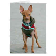 Chihuahua notecard