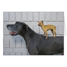 Chihuahua on Great Dane's back Greeting Cards