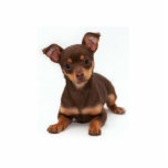 Chihuahua Photo Sculpture