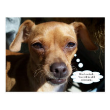 Chihuahua Postcards