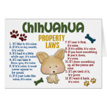 Chihuahua Property Laws 4 Cards
