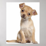 Chihuahua puppy (2 months old) print