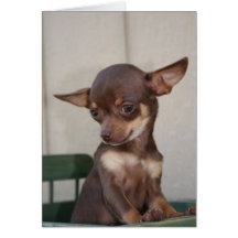 Chihuahua puppy blank note card