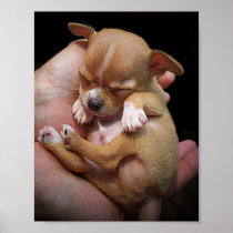 Chihuahua Puppy Blessing