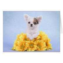Chihuahua puppy greeting card