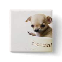 Chihuahua puppy in bowl (cropped) pinback button