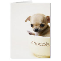 Chihuahua puppy in bowl (cropped) cards