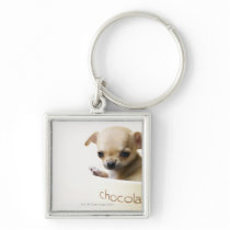 Chihuahua puppy in bowl (cropped) keychains