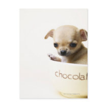 Chihuahua puppy in bowl (cropped) postcard