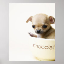 Chihuahua puppy in bowl (cropped) posters