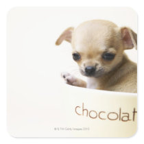 Chihuahua puppy in bowl (cropped) square sticker