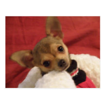 Chihuahua puppy post card