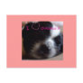 Chihuahua Puppy  Postcard