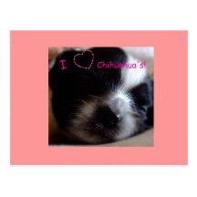 Chihuahua Puppy  Postcard