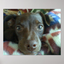 Chihuahua Puppy Poster