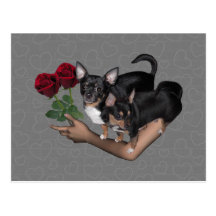 Chihuahua Roses Postcard