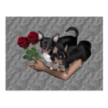 Chihuahua Roses Postcard