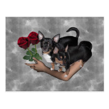 Chihuahua Roses Postcard