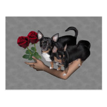 Chihuahua Roses Postcard