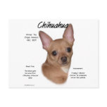 Chihuahua (smooth) History Design