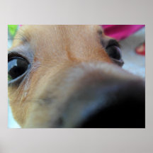 Chihuahua Stare Posters