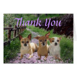 Chihuahua Thank You Card