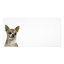 Chihuahua with Attitude Picture Card