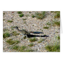 Chihuahuan Desert scene 09 road runner Greeting Card
