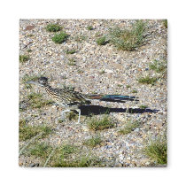 Chihuahuan Desert scene 09 road runner Magnets